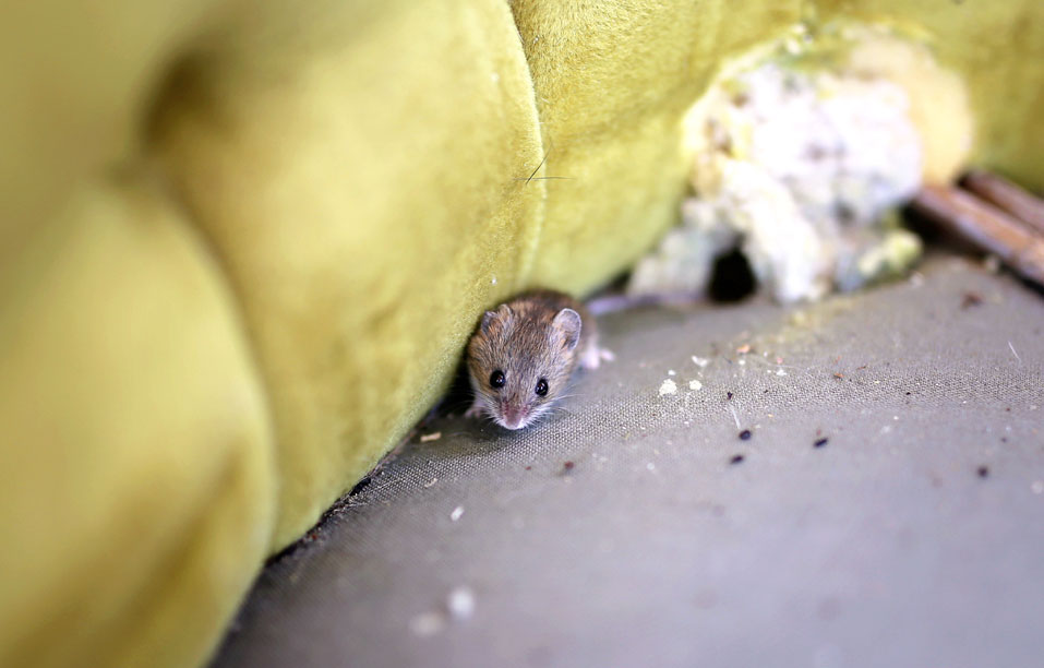 mice control for your home or business
